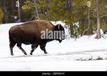 Amerikanische Bisons im Yellowstone Nationalpark Montana USA Stockfoto