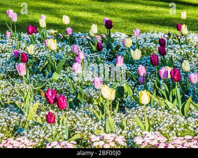 Gelbe, rosa und lila Tulpen und weiße Vergissmeinnicht in einem Frühlingsblumenbett. Stockfoto