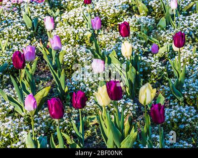 Gelbe, rosa und lila Tulpen und weiße Vergissmeinnicht in einem Frühlingsblumenbett. Stockfoto