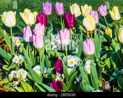 Gelbe, rosa und lila Tulpen in einem Bett aus weißen Polyanthus oder Primulis. Stockfoto