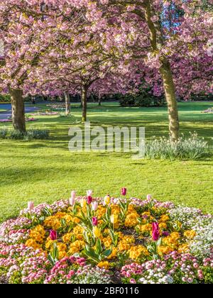 Ein Bett aus Tulpen, gelben Primueln und rosa Bellis Gänseblümchen mit blühenden rosa Kirschbäumen im Hintergrund in einem städtischen öffentlichen Park in England. Stockfoto