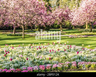 Ein Bett aus Tulpen, weißem Alyssum und rosa Bellis Gänseblümchen mit blühenden rosa Kirschbäumen im Hintergrund in einem städtischen öffentlichen Park in England. Stockfoto