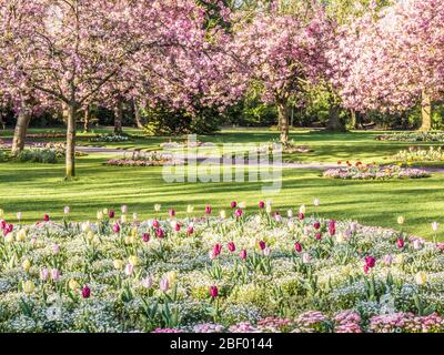 Ein Bett aus Tulpen, weißem Alyssum und rosa Bellis Gänseblümchen mit blühenden rosa Kirschbäumen im Hintergrund in einem städtischen öffentlichen Park in England. Stockfoto