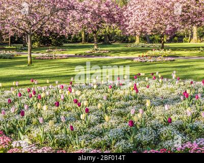 Ein Bett aus Tulpen, weißem Alyssum und rosa Bellis Gänseblümchen mit blühenden rosa Kirschbäumen im Hintergrund in einem städtischen öffentlichen Park in England. Stockfoto