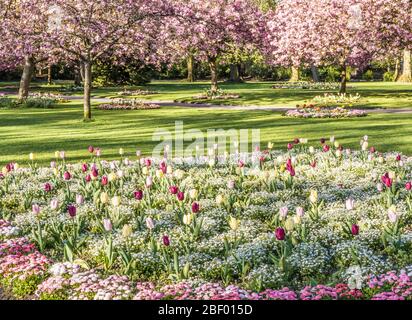 Ein Bett aus Tulpen, weißem Alyssum und rosa Bellis Gänseblümchen mit blühenden rosa Kirschbäumen im Hintergrund in einem städtischen öffentlichen Park in England. Stockfoto