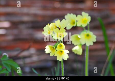 Schlüsselblume (Primula Veris) Stockfoto