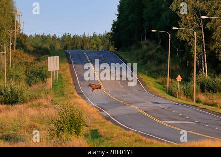 Elche friedlich überqueren ruhige Autobahn an einem sonnigen Herbstabend an der genauen Position eines Elch Warnschild. Stockfoto