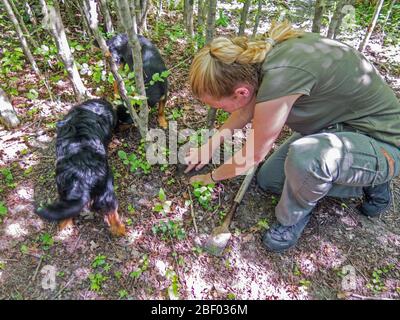 Tochter des Familienunternehmens Prodan Tartufi bei einer Trüffelsuche mit Hunden. Trüffel können von Hunden im Wald in der Nähe gerochen, gegraben und gefunden werden. Stockfoto