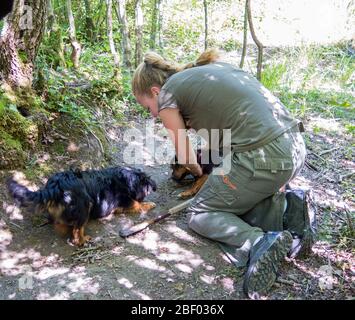 Tochter des Familienunternehmens Prodan Tartufi bei einer Trüffelsuche mit Hunden. Trüffel können von Hunden im Wald in der Nähe gerochen, gegraben und gefunden werden. Stockfoto