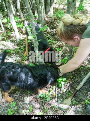 Tochter des Familienunternehmens Prodan Tartufi bei einer Trüffelsuche mit Hunden. Trüffel können von Hunden im Wald in der Nähe gerochen, gegraben und gefunden werden. Stockfoto