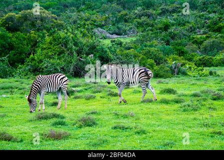 zebra in schotia privates Wildreservat in der Nähe des addo Nationalparks, Südafrika Stockfoto