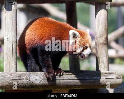 Nahaufnahme eines Roten Pandas (Ailurus fulgens) im Wingham Wildlife Park, Kent Stockfoto