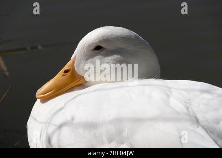 Nahaufnahme der unteren Ebene von Aylesbury American Heavy Pekin Peking Domestic Duck mit detaillierter Ansicht von Schnabelkopf und Augen Stockfoto