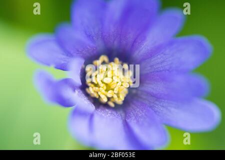 Blau-blühende Winterwindblume (Anemone blanda blau-blühend) Stockfoto