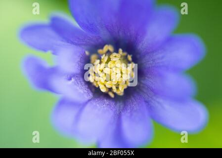 Blau-blühende Winterwindblume (Anemone blanda blau-blühend) Stockfoto
