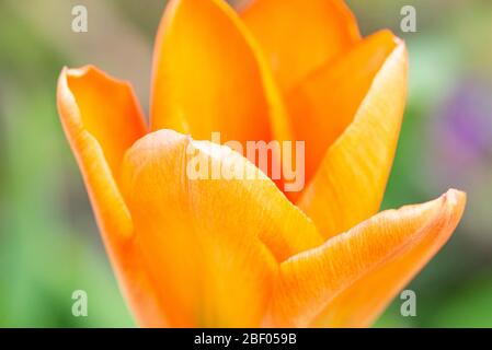 Die Blume einer Tulpe 'Orange Emperor' (Tulipa fosteriana 'Orange Emperor') Stockfoto