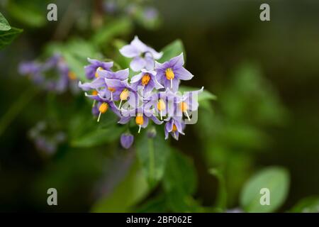 Solanum Crispum Glasnevin Potato Tree ist mit einem weichen, verschwommenen Laub Hintergrund Stockfoto