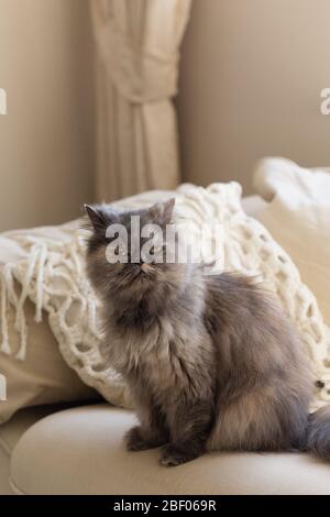 Vertikale Bild von flauschigen persischen Katze sitzt auf einem beige Coach, schauen gerade in der Kamera Stockfoto