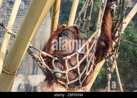 Orang-Utan liegt in der Hängematte im Park in deutschland Stockfoto