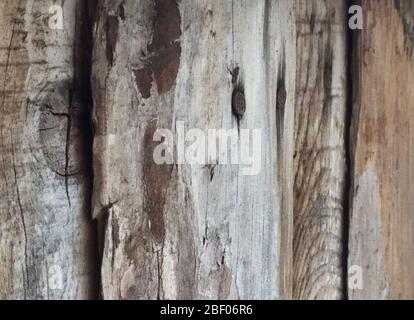 Die hölzerne Wand aus alten Brettern mit Riß. Der graue Hintergrund.Fotografie Nahaufnahme Stockfoto