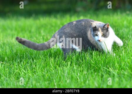 Drei farbige Katze spielt im hellen grünen Gras im Sommer draußen. Stockfoto