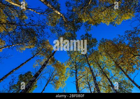 Blick nach oben in einem Herbst Espenwald, Greater Sudbury, Ontario, Kanada Stockfoto