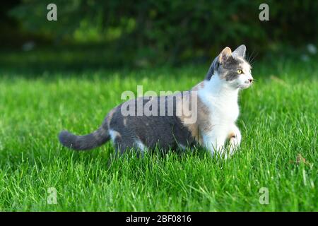 Drei farbige Katze spielt im hellen grünen Gras im Sommer draußen. Stockfoto