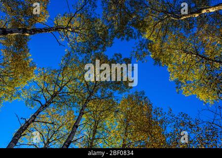 Blick nach oben in einem Herbst Espenwald, Greater Sudbury, Ontario, Kanada Stockfoto