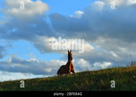 Bay akhal-teke Pferd läuft bergauf gegen schönen bewölkten Himmel im Sonnenuntergang im Sommer. Stockfoto