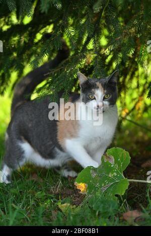 Drei farbige Katze spielt im hellen grünen Gras im Sommer draußen. Stockfoto