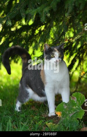 Drei farbige Katze spielt im hellen grünen Gras im Sommer draußen. Stockfoto