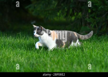 Drei farbige Katze spielt im hellen grünen Gras im Sommer draußen. Stockfoto