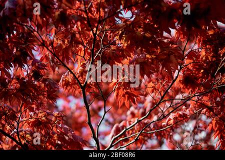 Japanische Ahornbäume in Phoenix Park, Dublin, Irland. Stockfoto