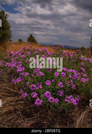 Die purpurne Verbena (Glandularia bipinnatifida ciliata) wächst im Juni am Fuße des Gardner Canyon, Santa Rita Mountains, Coronado National Forest, nort Stockfoto