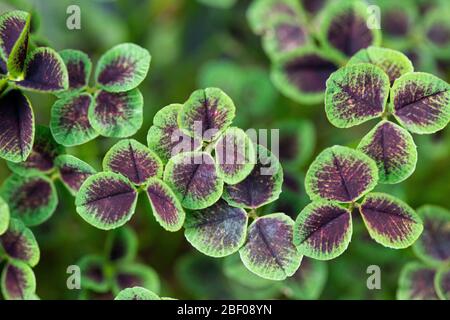 Die Blätter eines weißen Klees 'Purpurascens Quadrifolium' (Trifolium repens 'Purpurascens Quadrifolium') Stockfoto