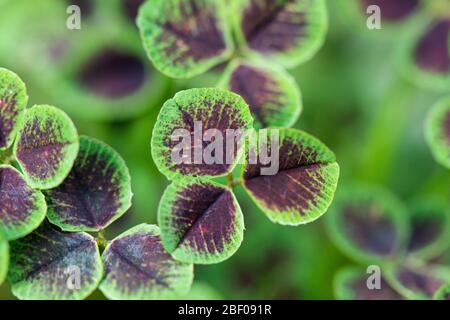 Die Blätter eines weißen Klees 'Purpurascens Quadrifolium' (Trifolium repens 'Purpurascens Quadrifolium') Stockfoto