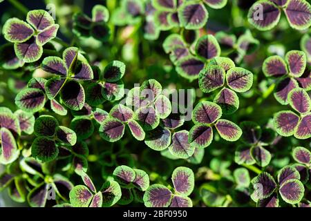 Die Blätter eines weißen Klees 'Purpurascens Quadrifolium' (Trifolium repens 'Purpurascens Quadrifolium') Stockfoto