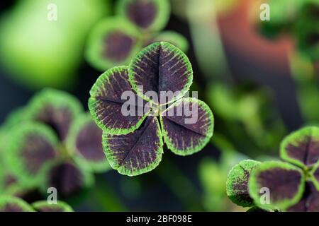 Die Blätter eines weißen Klees 'Purpurascens Quadrifolium' (Trifolium repens 'Purpurascens Quadrifolium') Stockfoto