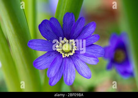 Blau-blühende Winterwindblume (Anemone blanda blau-blühend) Stockfoto