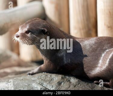 Nahaufnahme eines jungen, glatten Otters, der Wingham Wild Life Park, Kent spielt Stockfoto