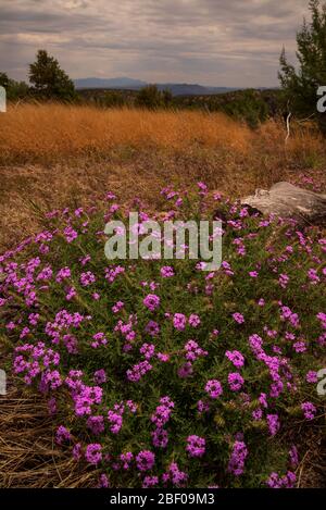 Die purpurne Verbena (Glandularia bipinnatifida ciliata) wächst im Juni am Fuße des Gardner Canyon, Santa Rita Mountains, Coronado National Forest, nort Stockfoto