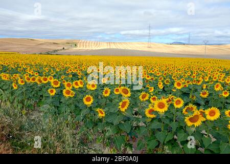 Ein großes Sonnenblumenfeld Stockfoto