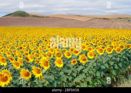 Ein großes Sonnenblumenfeld Stockfoto