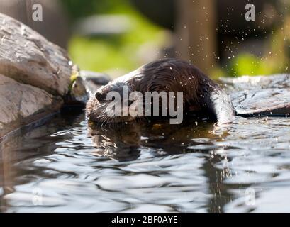 Ein glatter Otter spielt, Wingham Wild Life Park, Kent Stockfoto