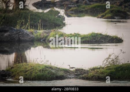 Zambezi Nationalpark, Simbabwe bietet Camping am Ufer des Flusses Zambezi mit Möglichkeiten, um seltene afrikanische Finfuss, Podica senagalensis zu sehen Stockfoto