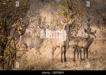 Zambezi National Park, Matabeleland North Province, Zimbabwe bietet Camping am Ufer des mächtigen Zambezi Fluss mit mehreren Schleifen für Wildfahrt Stockfoto