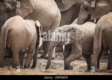 Eine afrikanische Elefantenfamilie, Loxodonta africana, genießt ein Wasserloch zum Trinken und Abkühlen im Addo Elephant National Park, Port Elizabeth, Südafrika Stockfoto