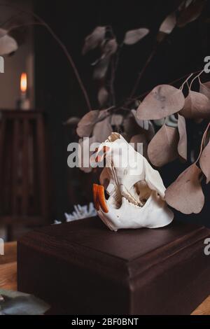 Echtes Biber Totenkopf Stillleben in Vintage künstlerischen Interieur in dunklen Pastellfarben Stockfoto