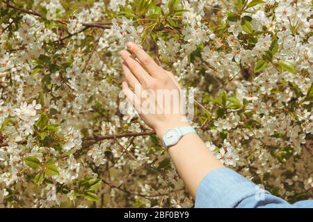 Frau berührt blühenden Baum. Sonniger Frühlingstag Stockfoto