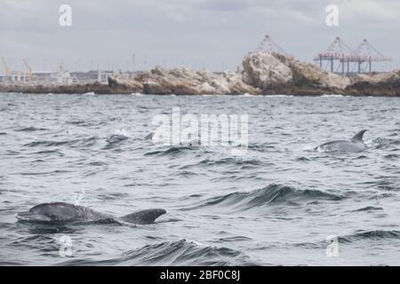 Ein indopazifischer Tümmler-Delfin-Pod, Tursiops aduncus, schwimmt durch den Indischen Ozean, Algoa Bay, Nelson Mandela Bay, Port Elizabeth, Südafrika Stockfoto